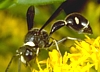 Potter Wasp