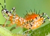 Pselliopus nymph