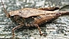 Pygmy Grasshopper