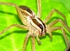 Rabid Wolf Spider