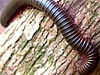 North American Millipede