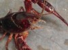 Red Swamp Crayfish