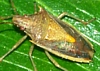 Rice Stink Bug