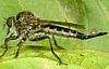 Bearded Robber Fly