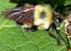 Laphria genus