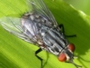 Flesh Fly