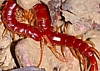 Scolopocryptops sexspinosus