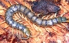 Hemiscolopendra marginata