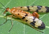 Scorpionfly