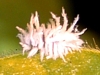 Lady Beetle Larva, Scymnus sp
