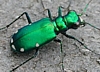 Six-Spotted Tiger Beetle