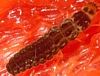 Soldier Beetle Larva