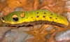 Spicebush Swallowtail Caterpillar