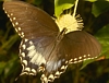 Spicebush Swallowtail