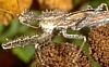 Spined Assassin Bug