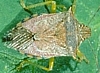 Spined Soldier Bug