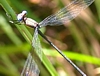 Spread-winged Damselfly