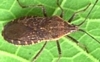 Squash Bug