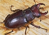 Common Stag Beetle