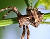 Star-Bellied Spider