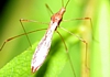 Stilt Bug