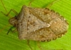 Brown Stink Bug