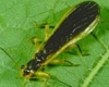 Stonefly