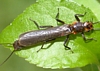 Stoneflies