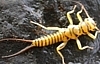 Stonefly Naiad