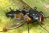 Tachinid Fly