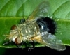 Tachinid Fly