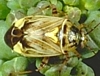 Tarnished Plant Bug