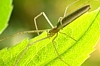 Common Long-Jawed Orb Weaver