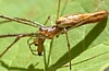 Long-Jawed Orb Weavers