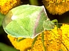 Red-shouldered Stink Bug