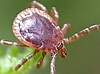 Dog Tick