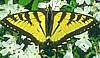 Eastern Tiger Swallowtail