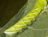 Carolina Sphinx Larva
