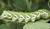 Tomato Hornworm