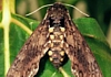 Tomato Hornworm Moth