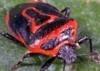 Two-Spotted Stink Bug