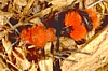 Velvet Ant