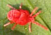 Velvet Mite