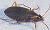 Vivid Metallic Ground Beetle