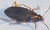 Six-Spotted Tiger Beetle