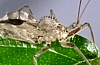 Wheel Bug