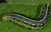 White-Lined Sphinx Larva