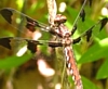 Female Whitetail Skimmer