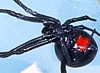 Female Black Widow