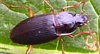 Ground Beetles